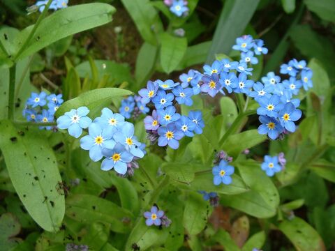 Wood forget-me-not | The Wildlife Trusts